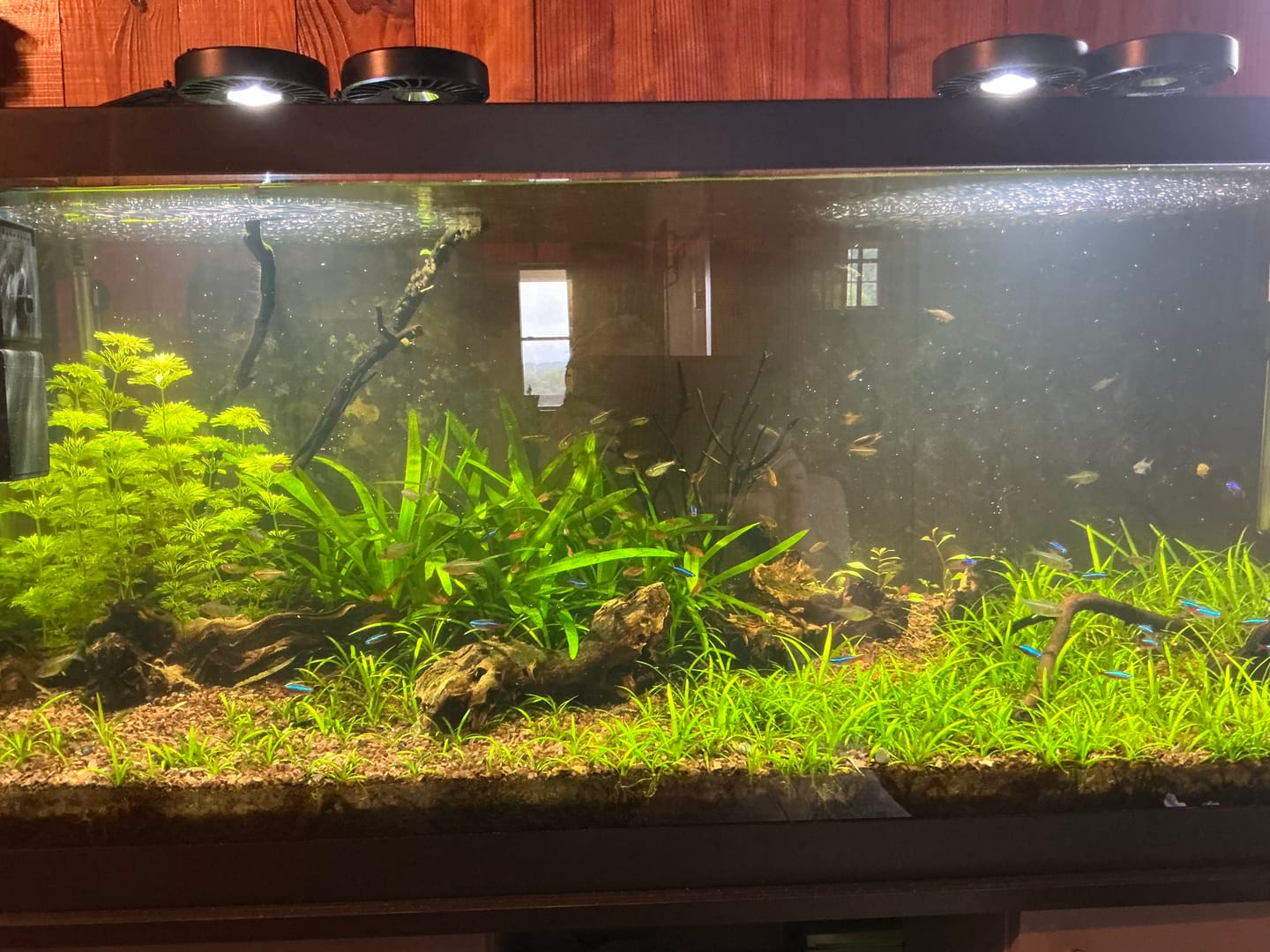 Customer photo review of Cryptocoryne Wendtii RED 'Mi Oya'
