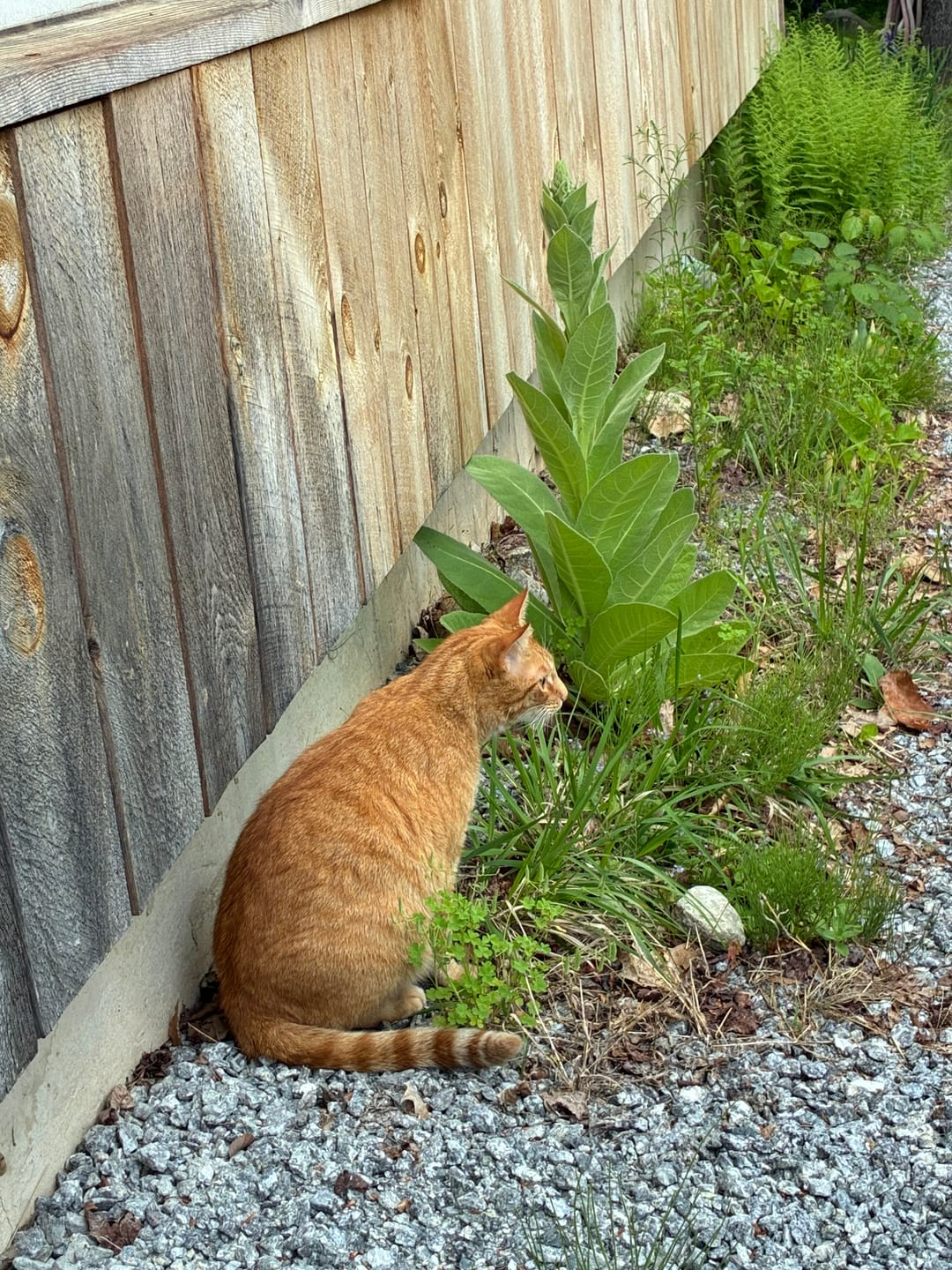 Customer photo review of FurLife™ - 8 Months All Natural Flea and Tick Collar for Cats