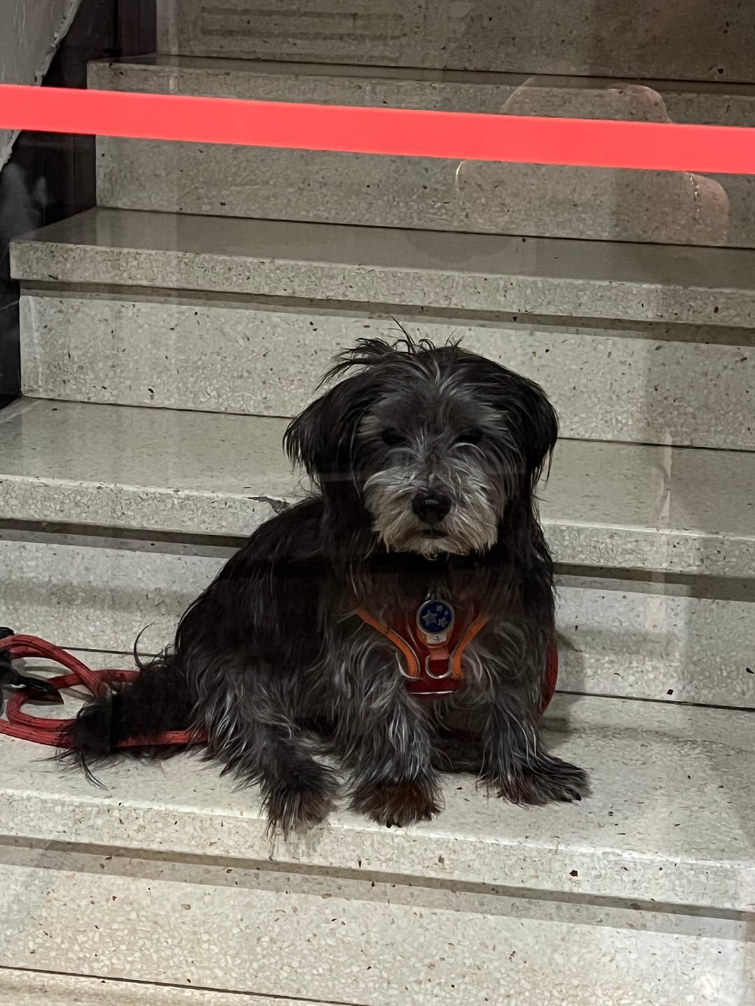 Customer photo review of Shampoing Sans Rinçage - Apaisant pour chien 🏔️