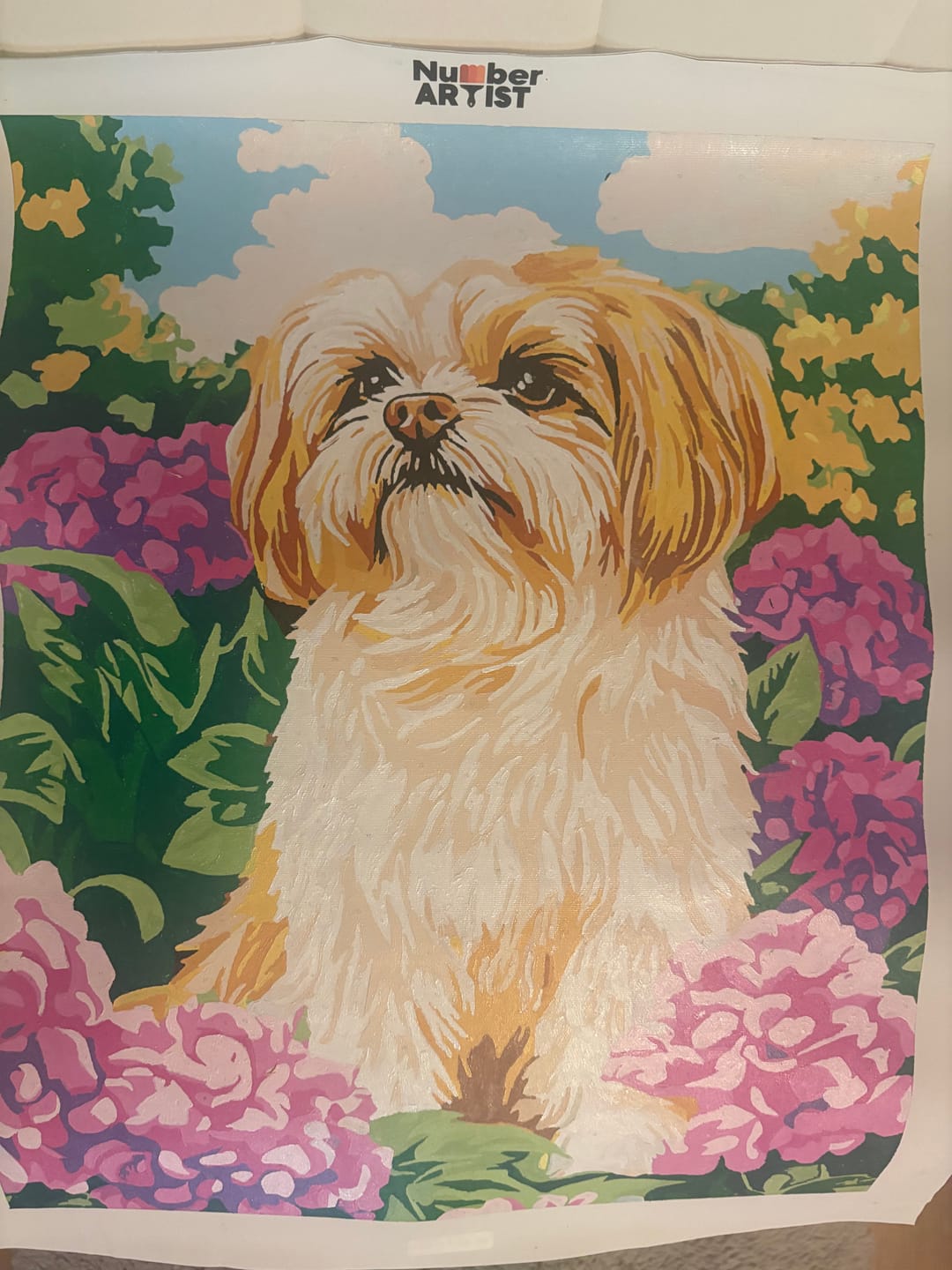 Customer photo review of Golden Shih Tzu