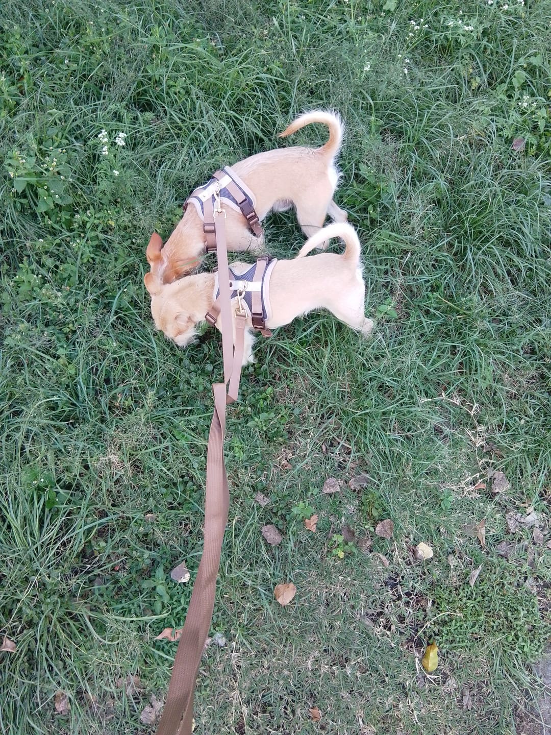 Customer photo review of CT1030 1 Pieza De Juguete Para Mascota
