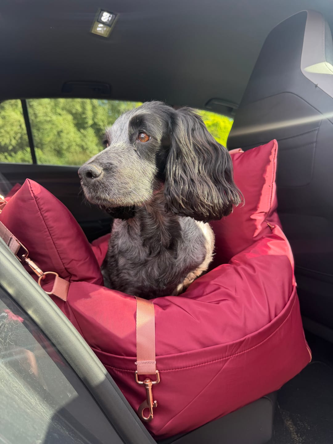 Customer photo review of Travel Dog Pod - Rosewood