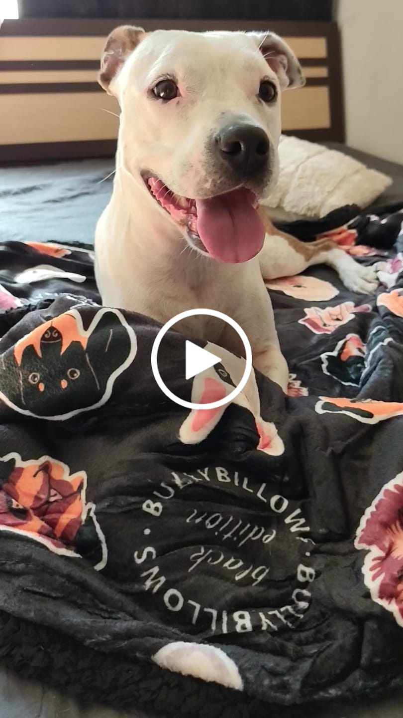 Customer video review of Black Edition | Luxury Dog & Human Blanket