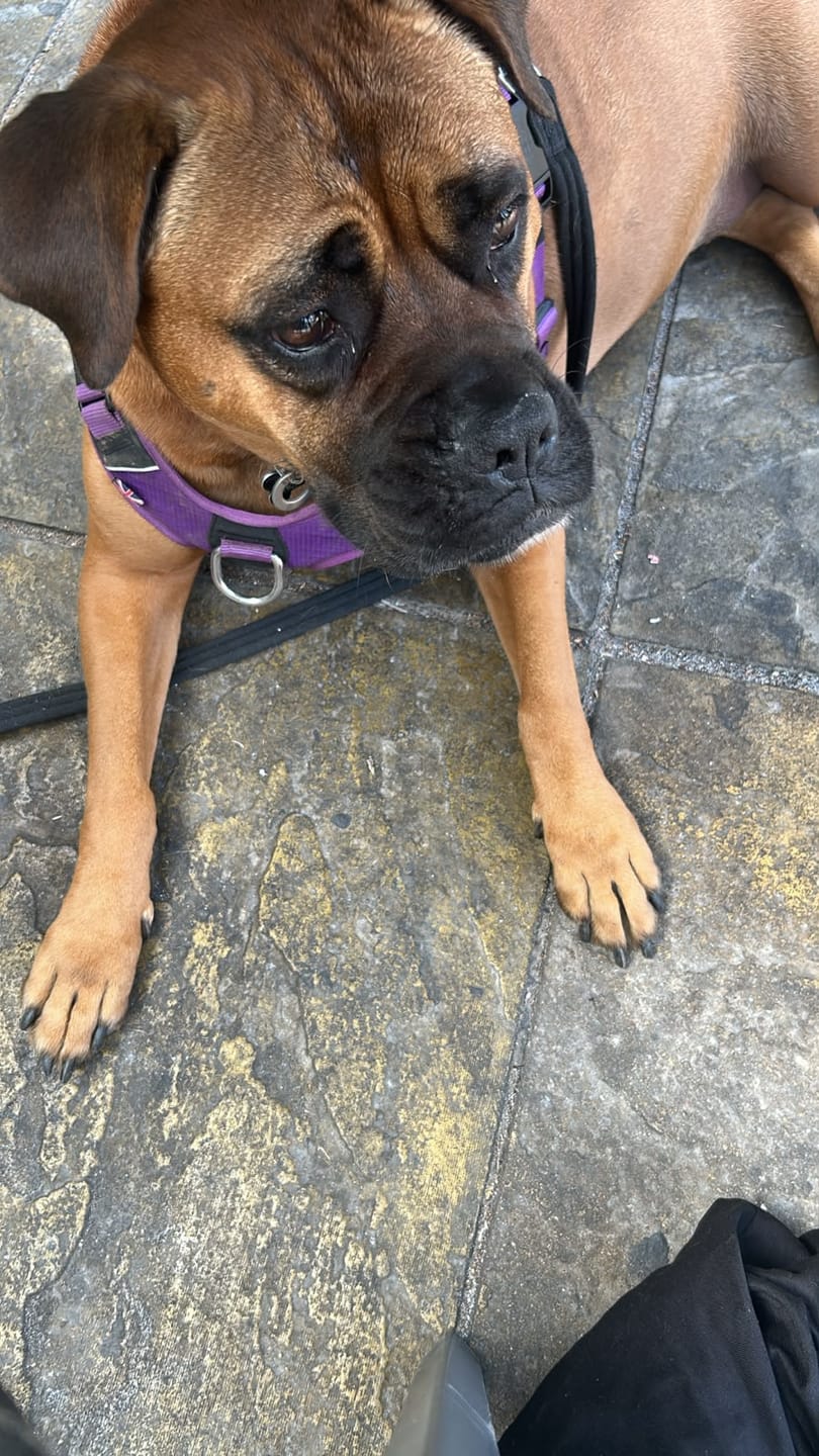 Customer photo review of Anti Pull Hurricane Harness Lighter | With Handle - Purple