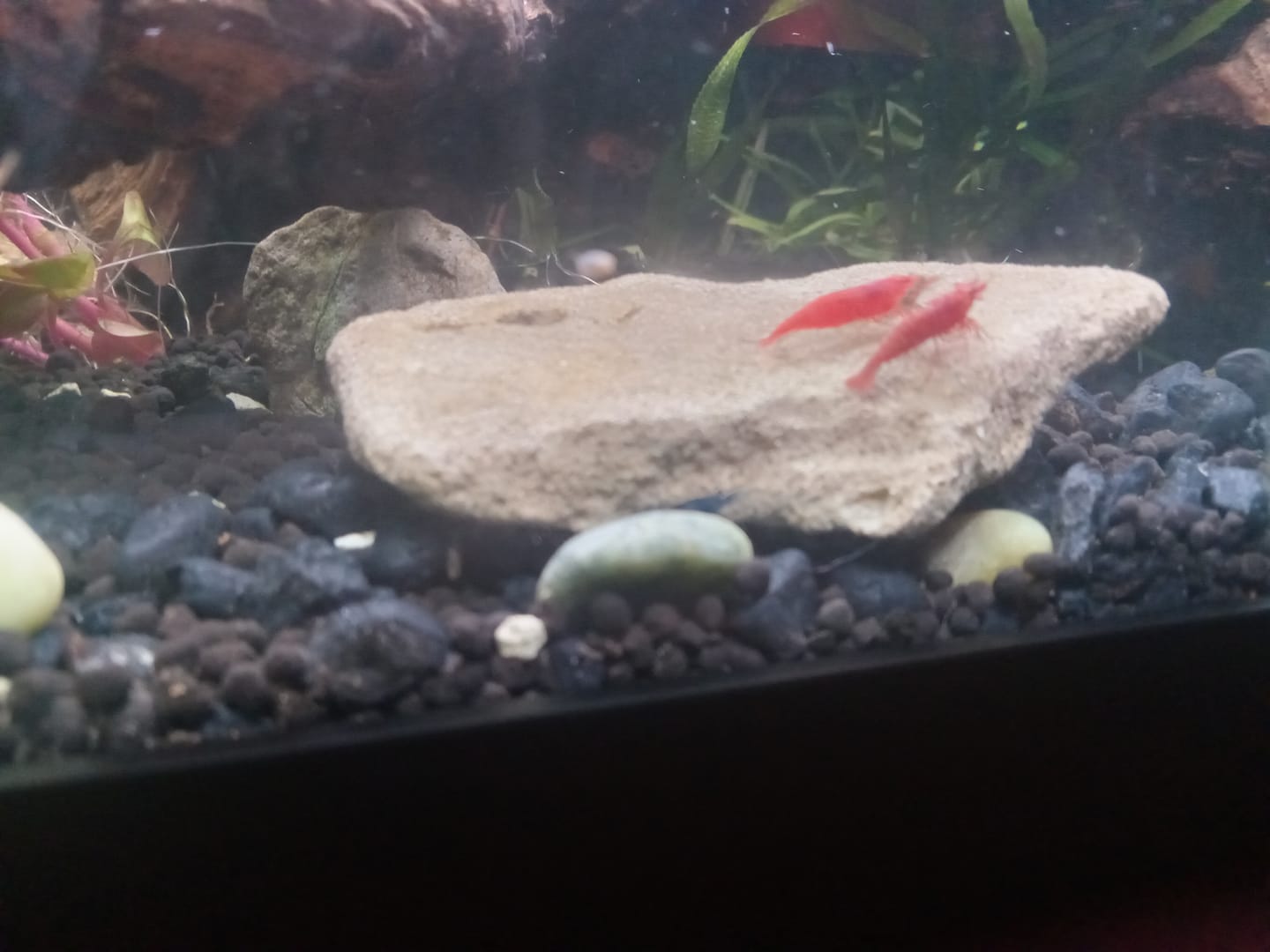 Customer photo review of Skittles Shrimp