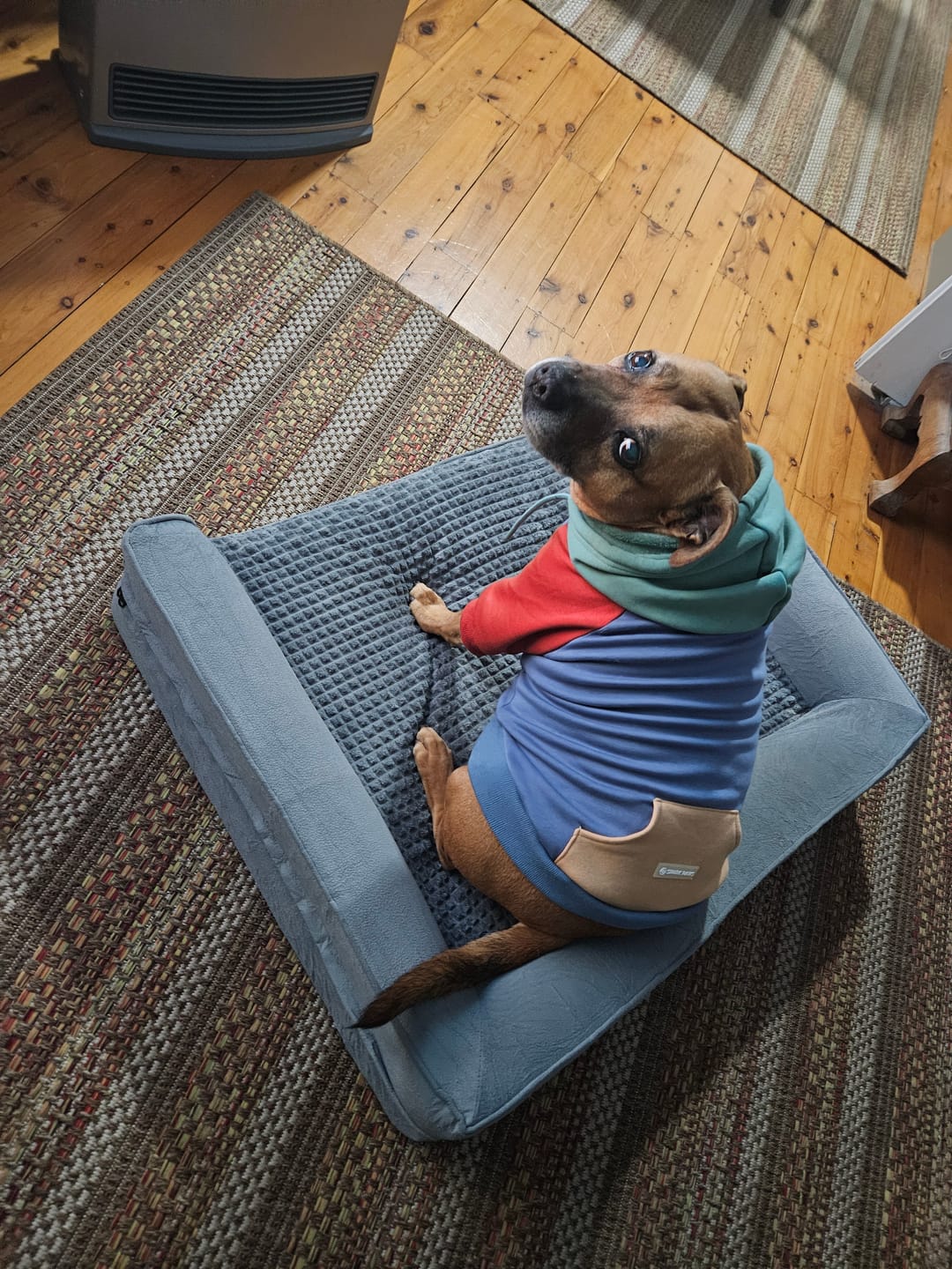 Customer photo review of Alpine Dog Hoodie