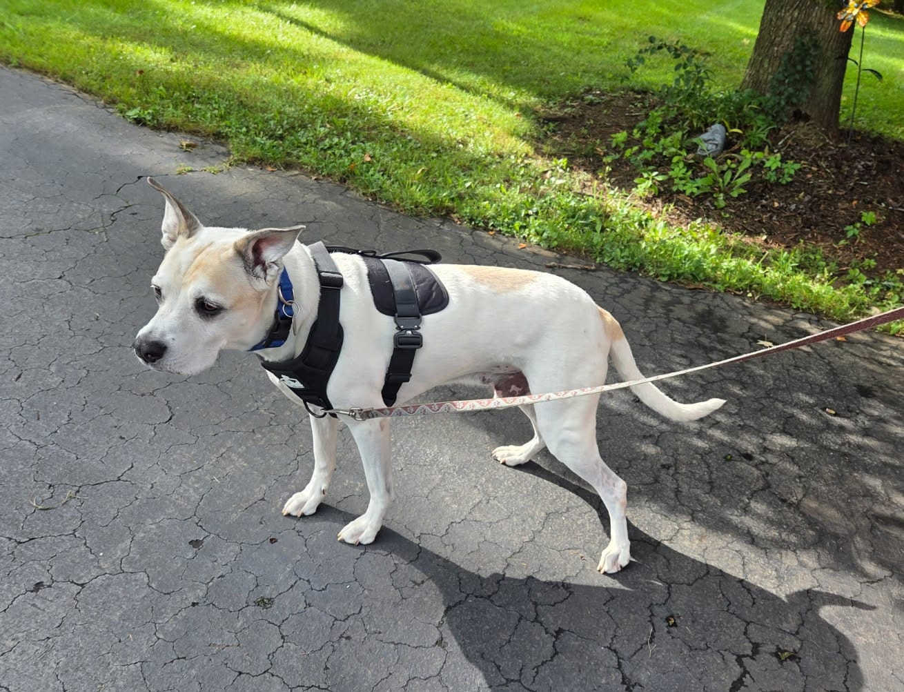 Customer photo review of No Pull Bully Proof Harness