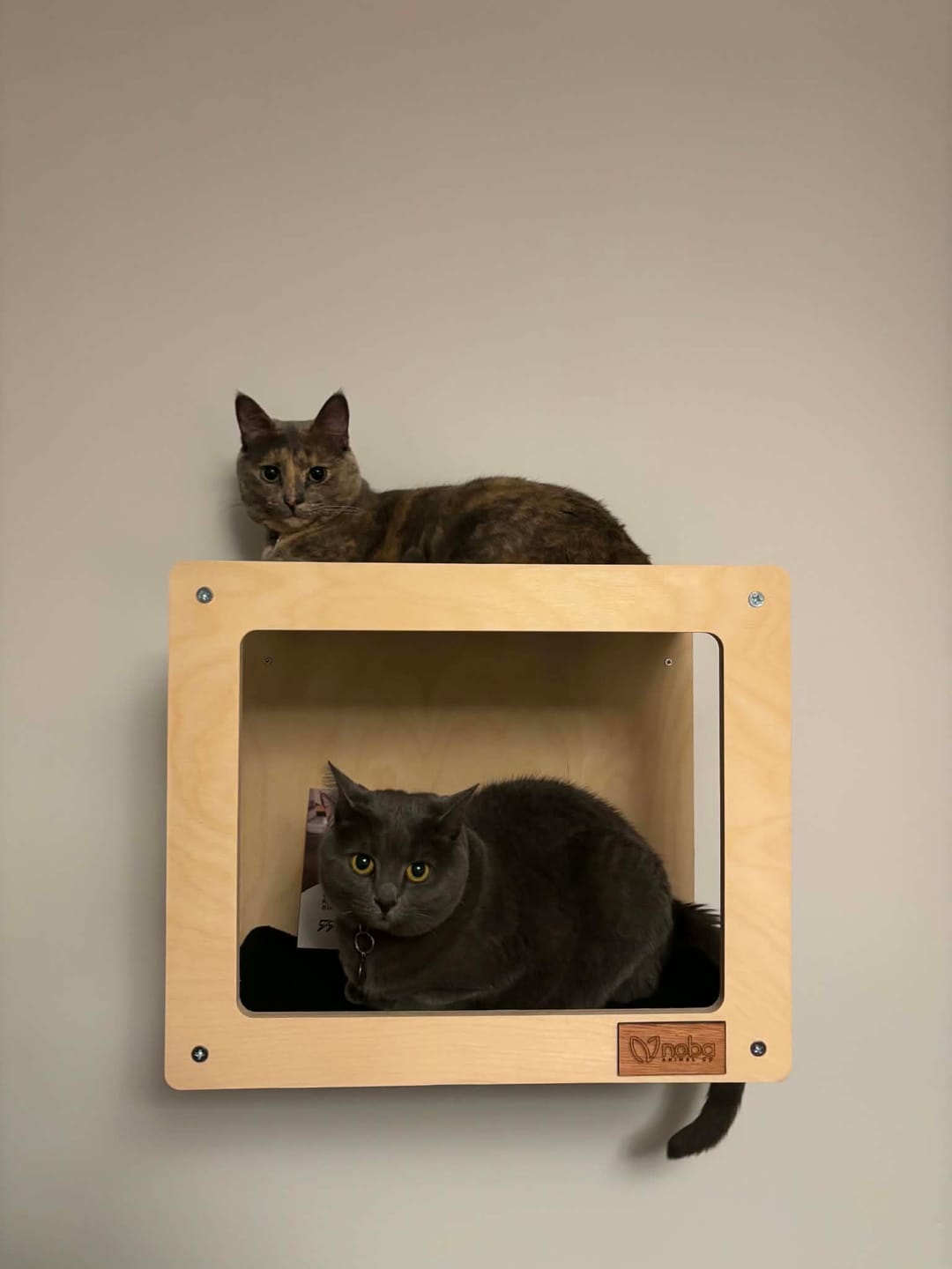 Customer photo review of Wall Mounted, Double Hammock Cat Hidedout