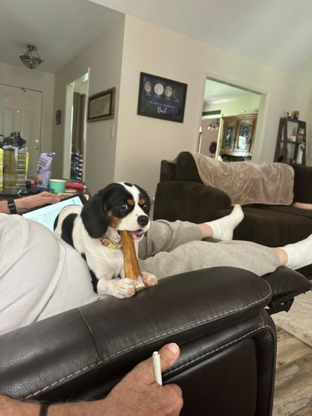 Customer photo review of 6-Inch Jumbo Bully Sticks — 100% Beef, Easily Digestible, Long-Lasting Chew