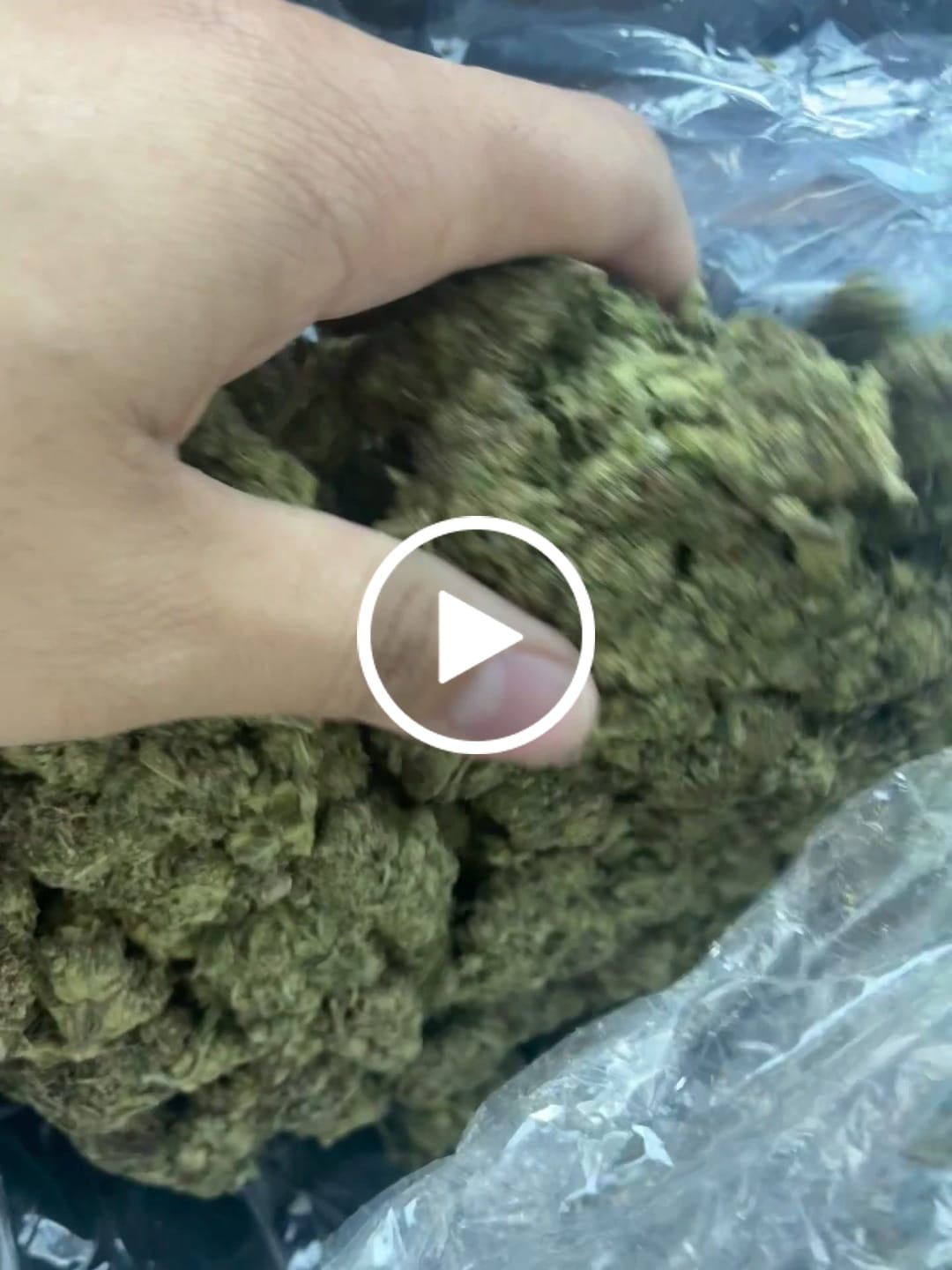 Customer video review of Wedding Crasher - Bulk - Indica