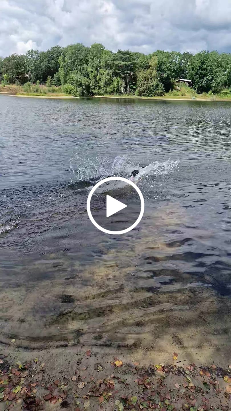 Customer video review of TruePet Hunde-Schwimmweste mit Rettungsgriff | Reflektierend | Verstellbar | XXS-XXL