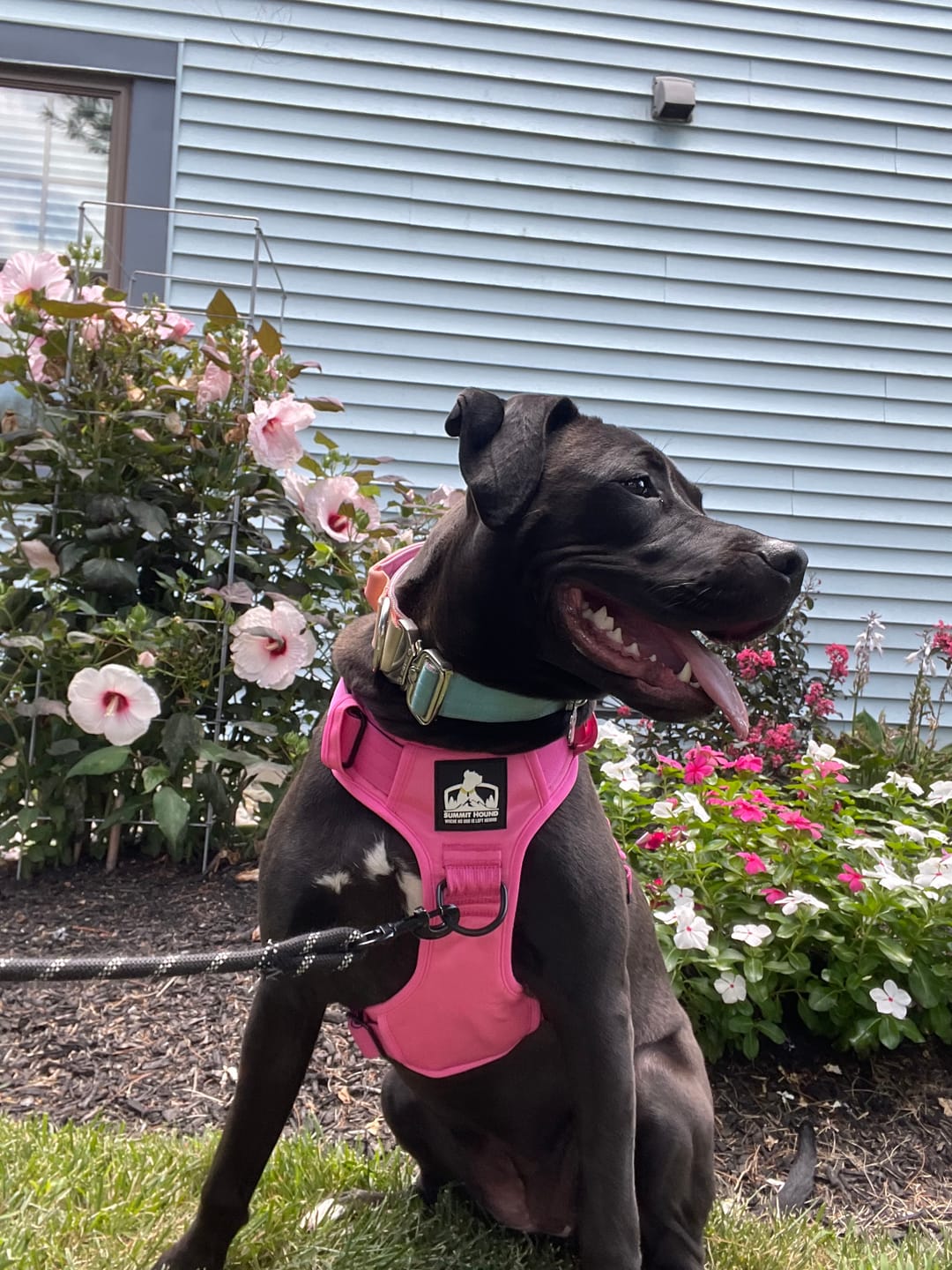 Customer photo review of No Pull Bully Proof Harness