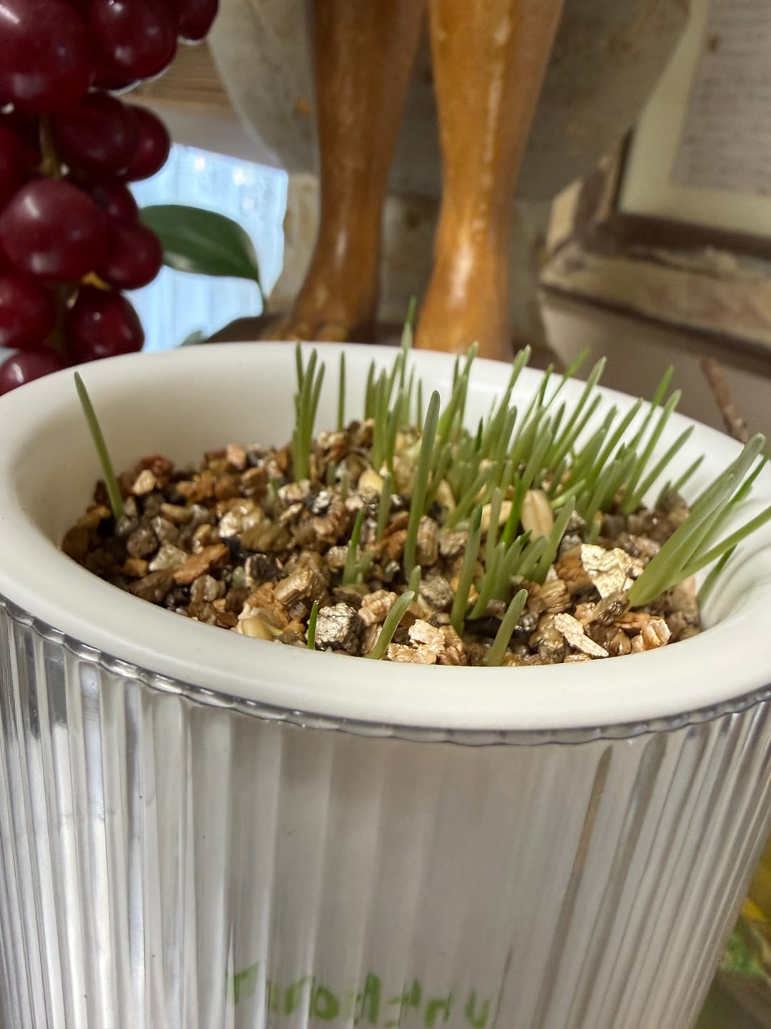 Customer photo review of MICHU All-in-One Soil-Free Cat Grass Grow Kit with Australian Seed and Mulch, Made in Australia