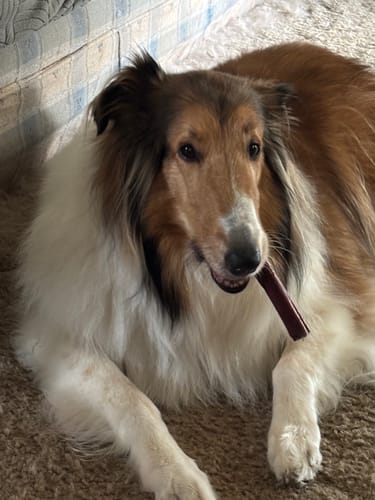 Customer's Collie dog chewing a brown 5-6 Inch Champion Chew, resting on a carpeted floor.