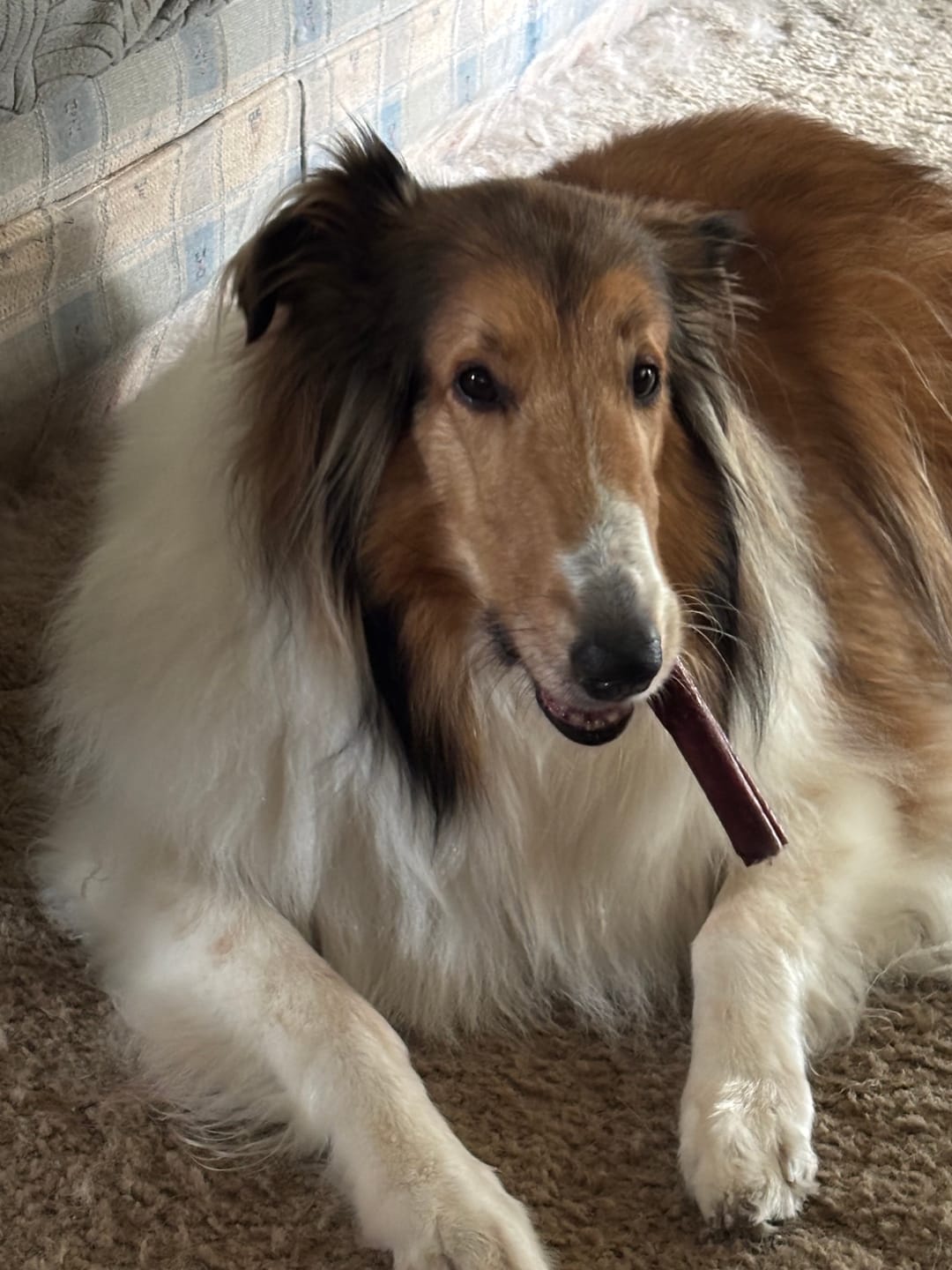 Customer photo review of 5-6 Inch Champion Chew