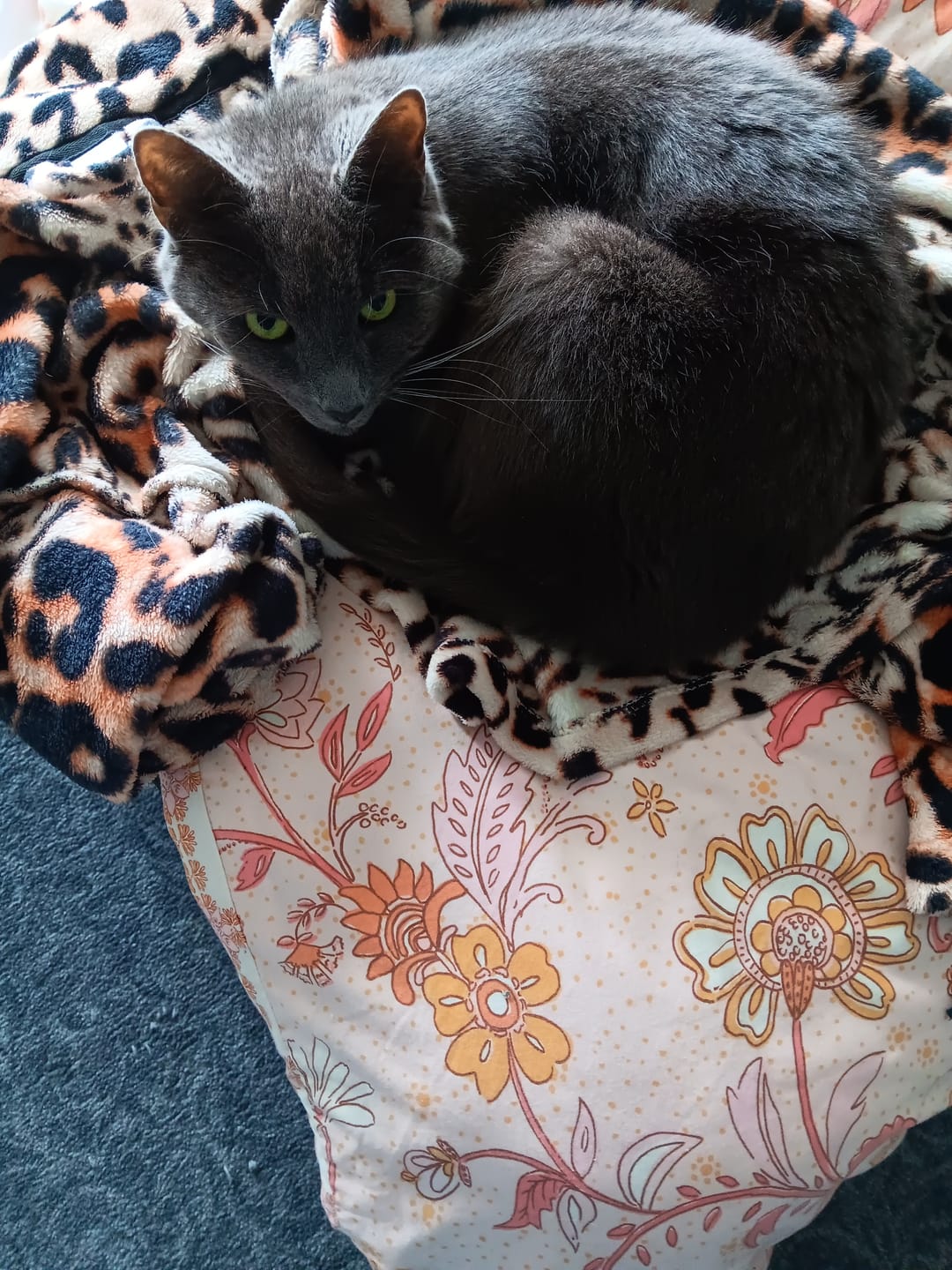 Customer photo review of Fit Litter