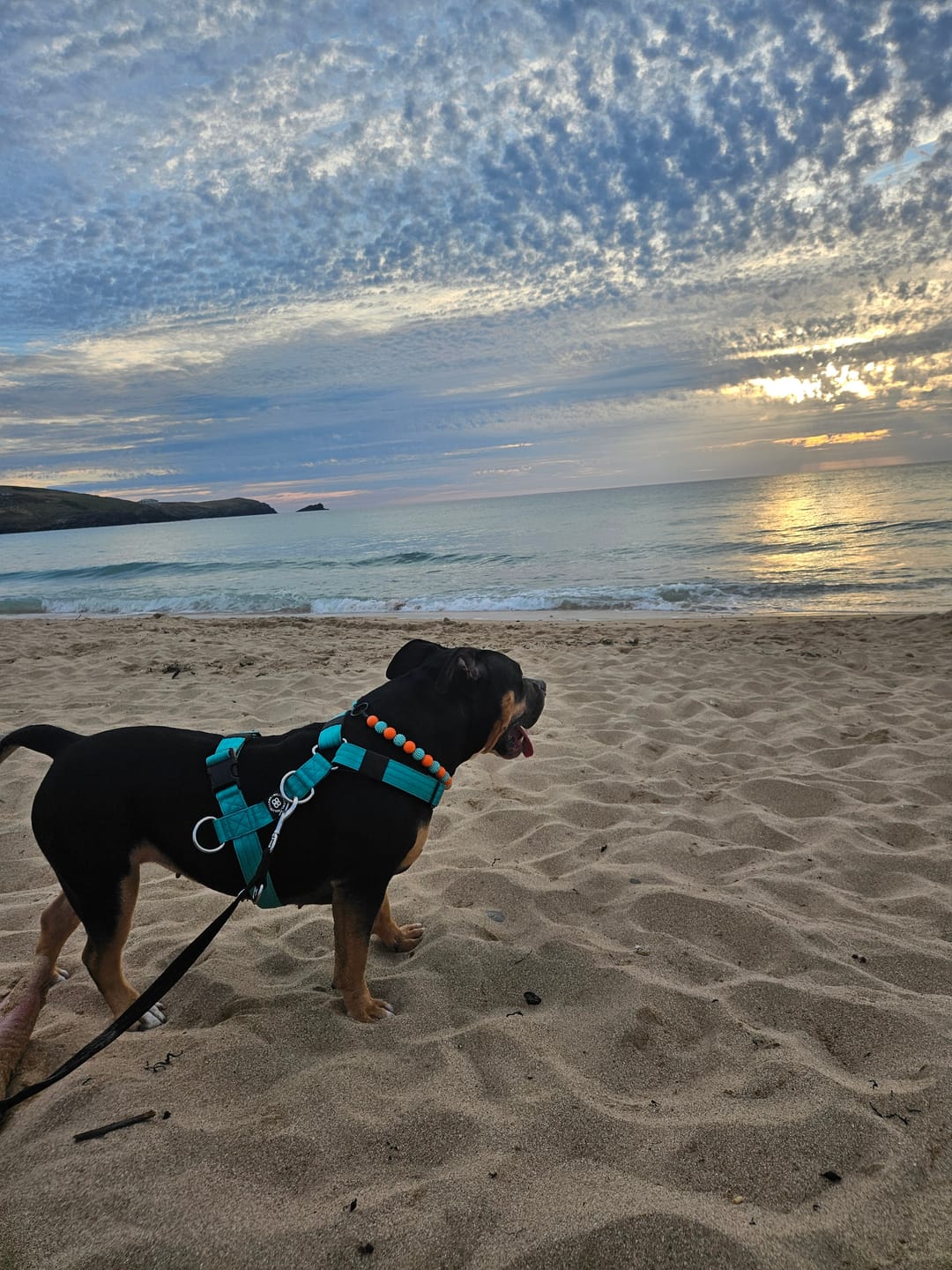 Customer photo review of Training Double Ended Dog Lead | 2m Length -  Black