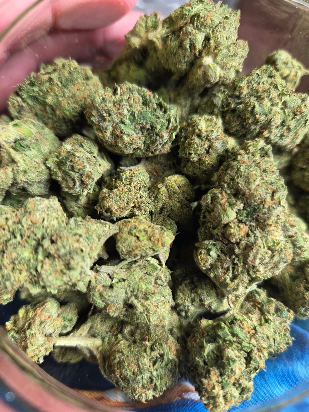 Customer photo review of Toad Venom - Bulk - Hybrid