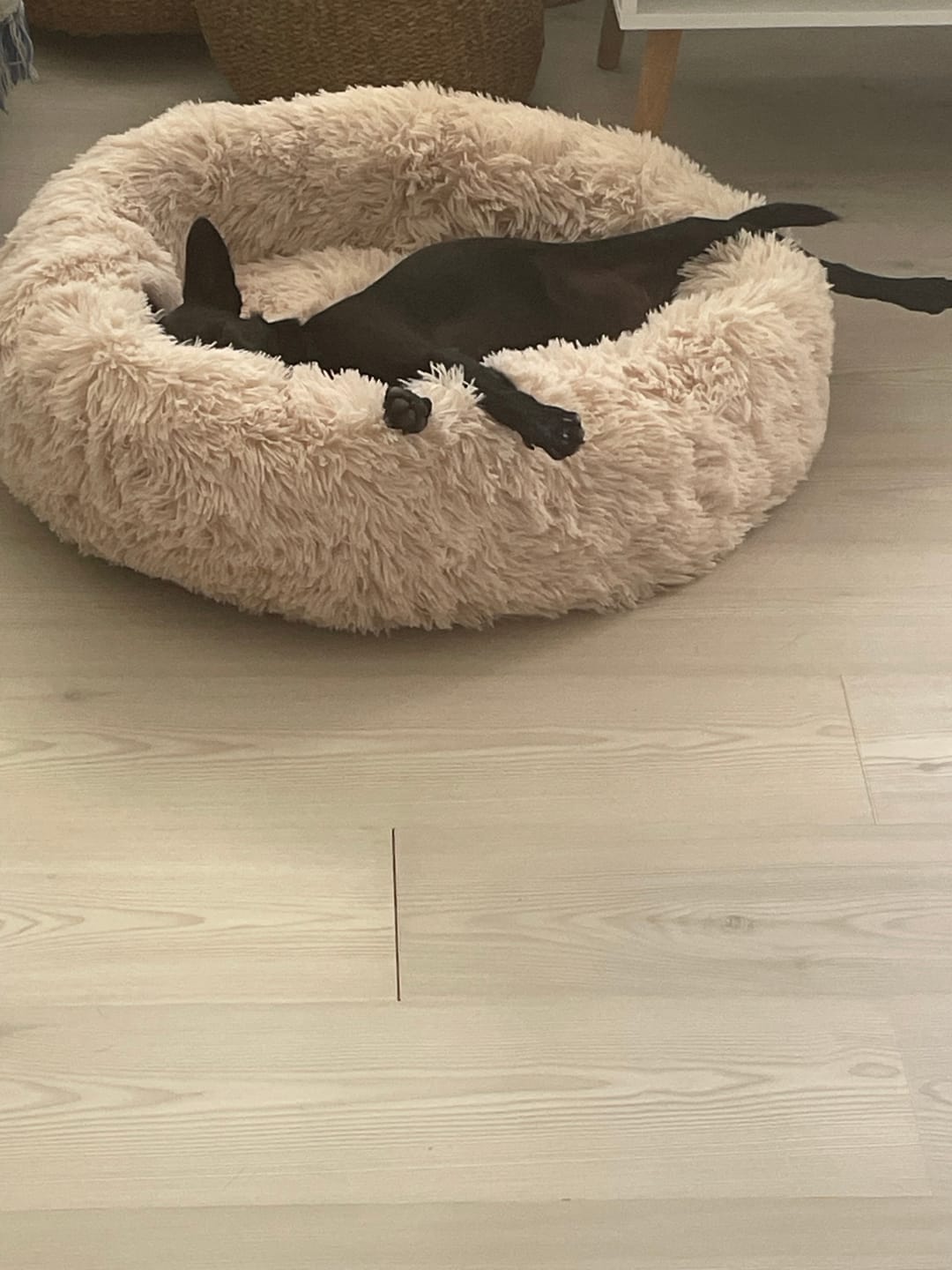 Customer photo review of CalmBed – til hunde, der fortjener at sove godt