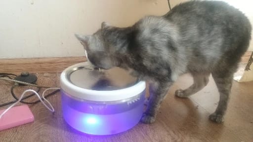 Customer photo review of TruePet Katzenbrunnen Kabellos | Radar-Sensor: fließt nur, wenn deine Katze kommt | Flüsterleise | Akku