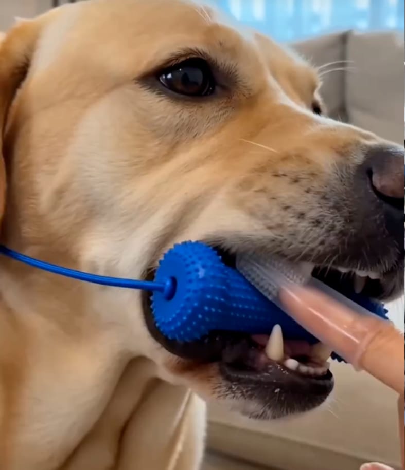 Customer photo review of Calming Assistant
