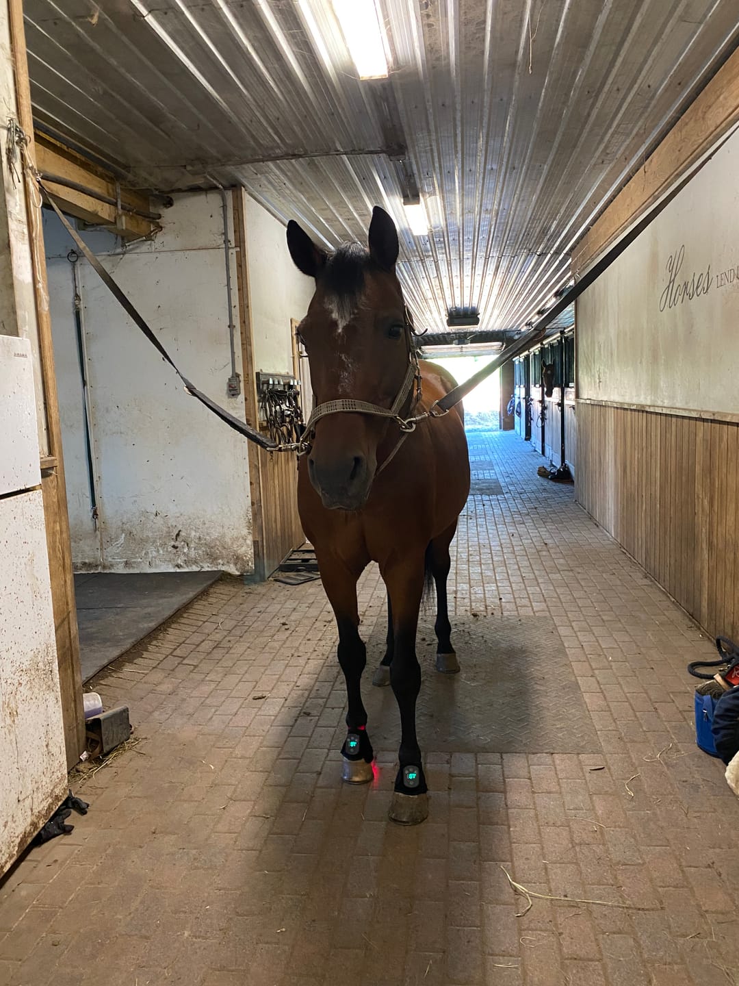 Customer photo review of HorseHalo™ HaloLegs Mini