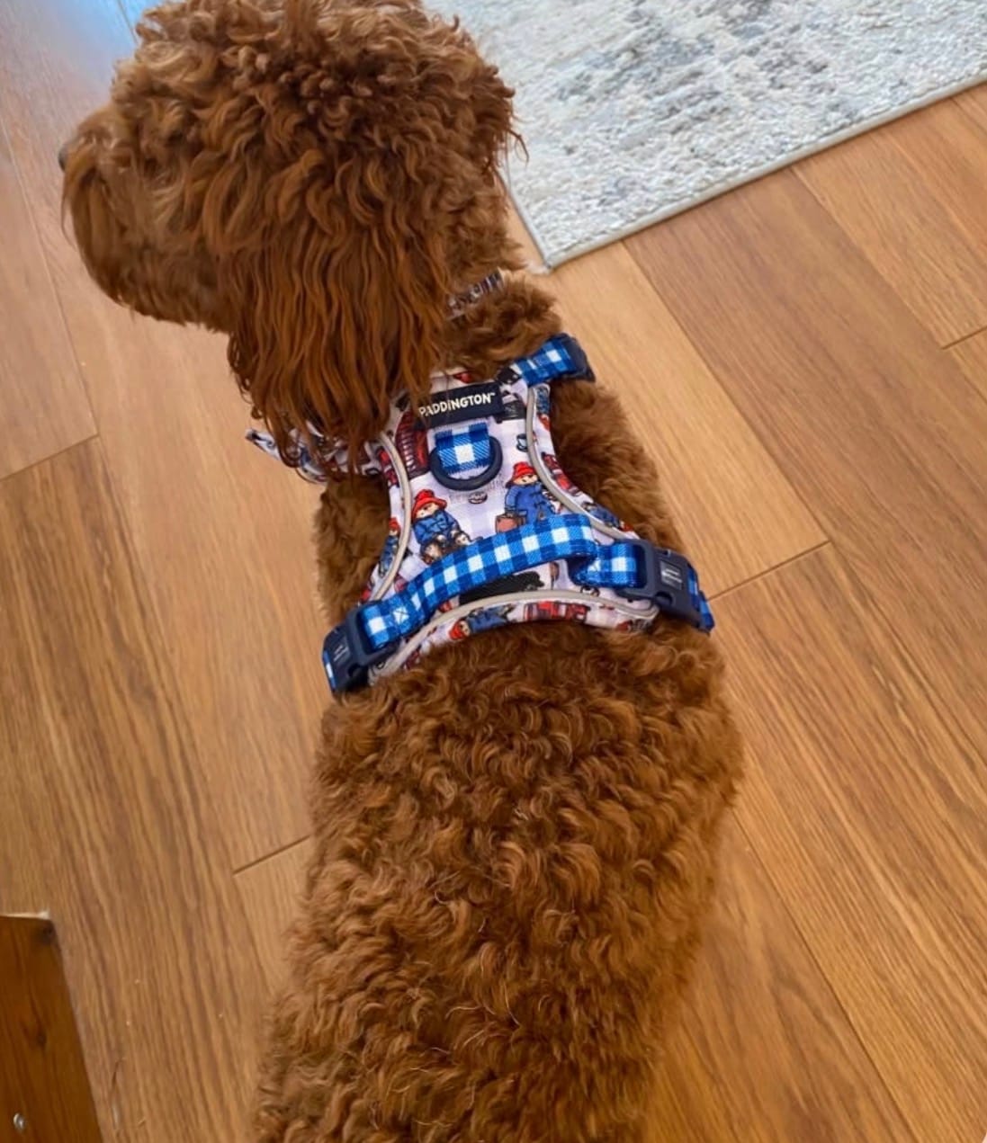 Customer photo review of Paddington™ Tough Trails™ Harness - London