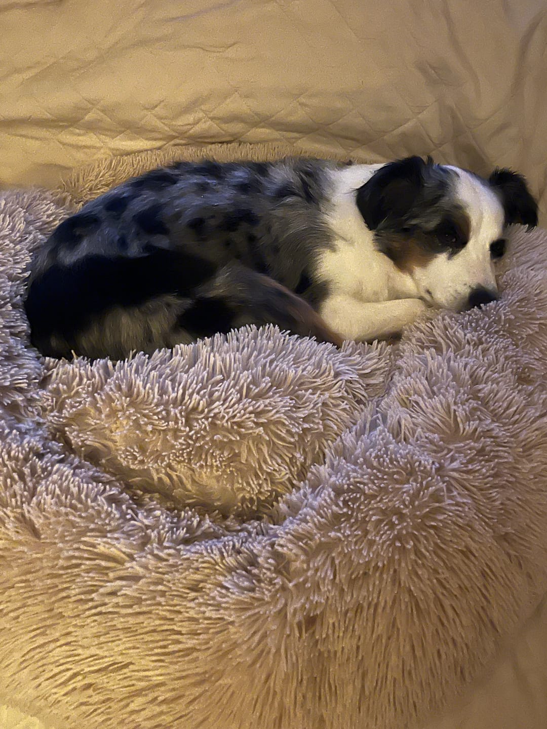 Customer photo review of Reusable Lint/Fur Remover Wand Attachment + Grooming Vacuum Accessory Organizer