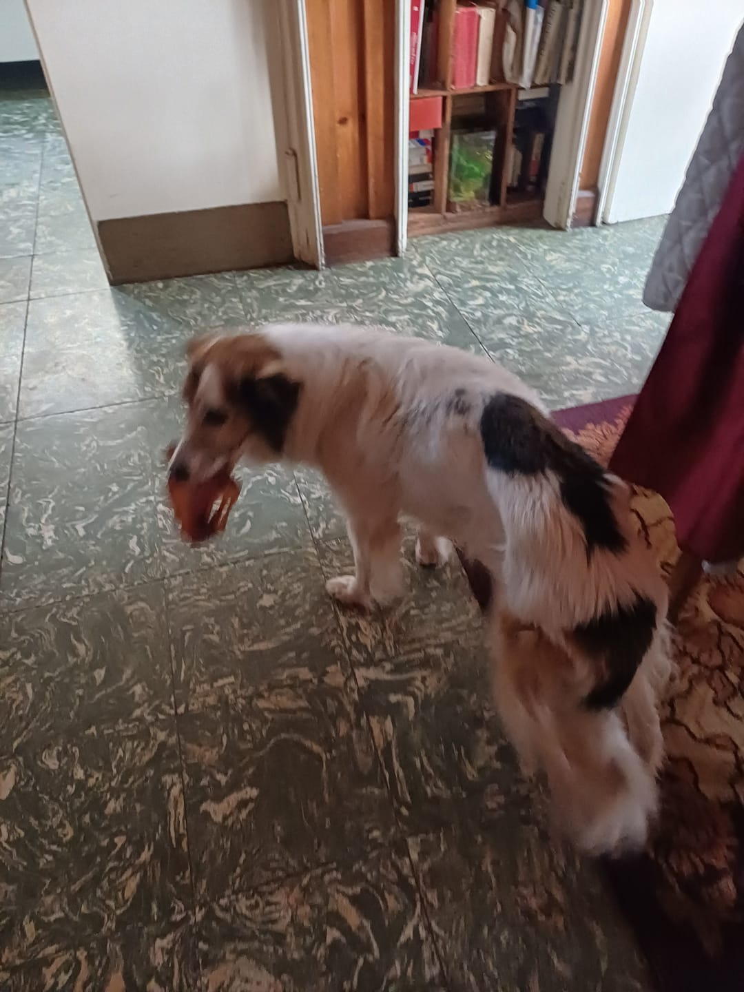 Customer photo review of 🎁Tráquea vacuno de regalo