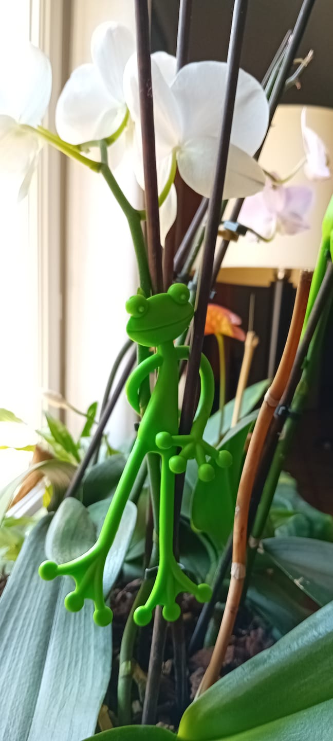 Customer photo review of Mamie Frog®