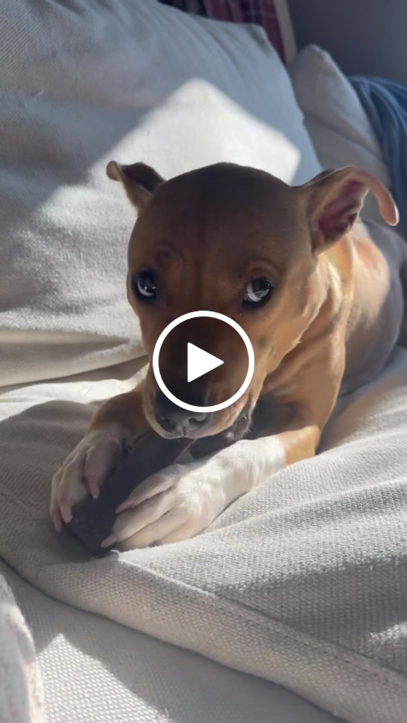 Customer video review of 5lbs Assorted Yak Chews One Size Fits All - mint, strawberry, pumpkin, blueberry and coconut chews