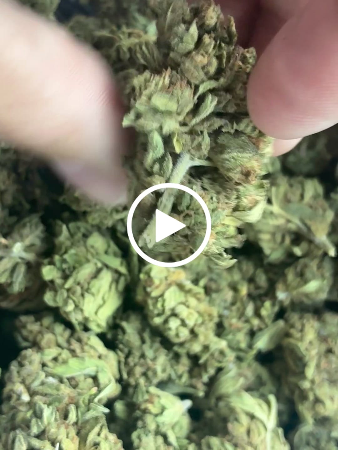Customer video review of Durban Sweetz - Bulk - Sativa