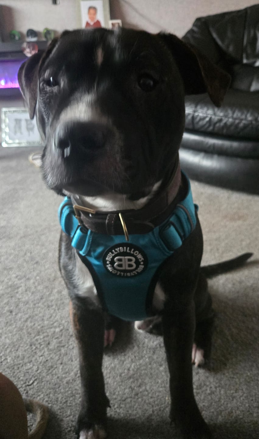 Customer photo review of Comfort Premium Harness | Non Restrictive - Light Blue