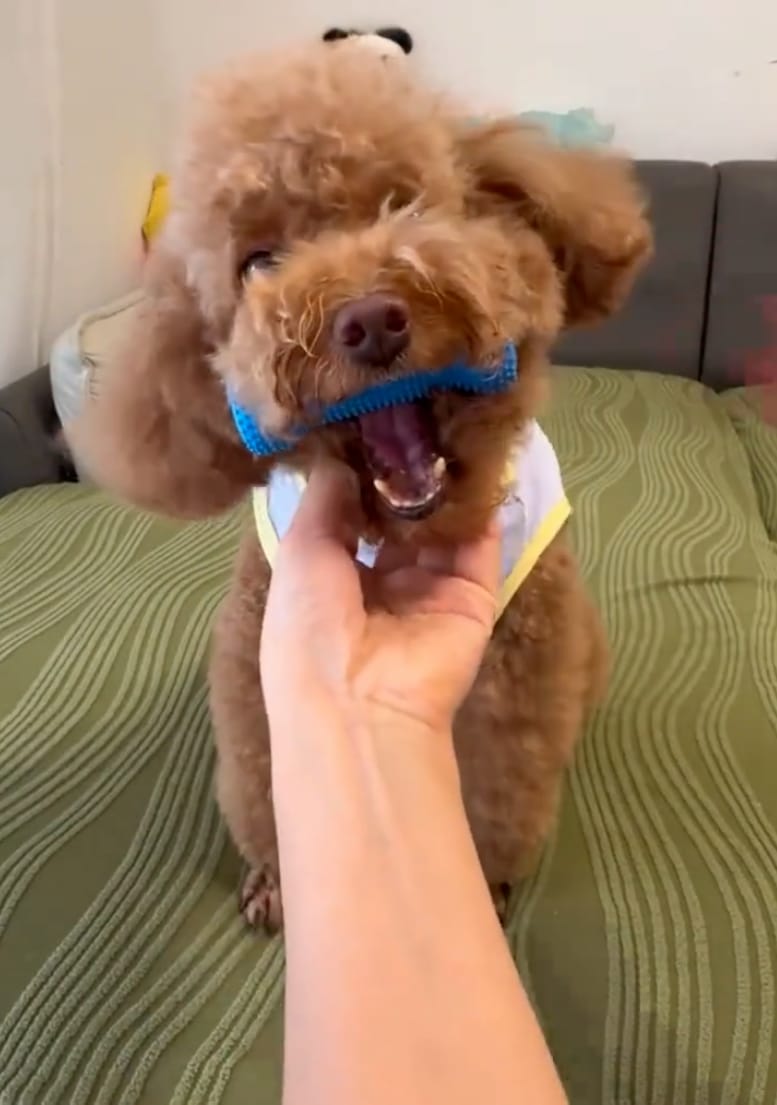 Customer photo review of Calming Assistant