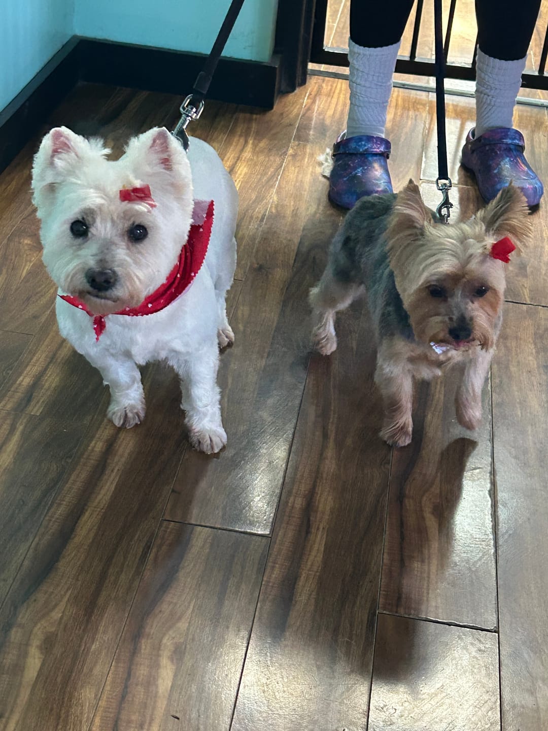 Customer photo review of FurLife™ 12 Months Flea and Tick Free