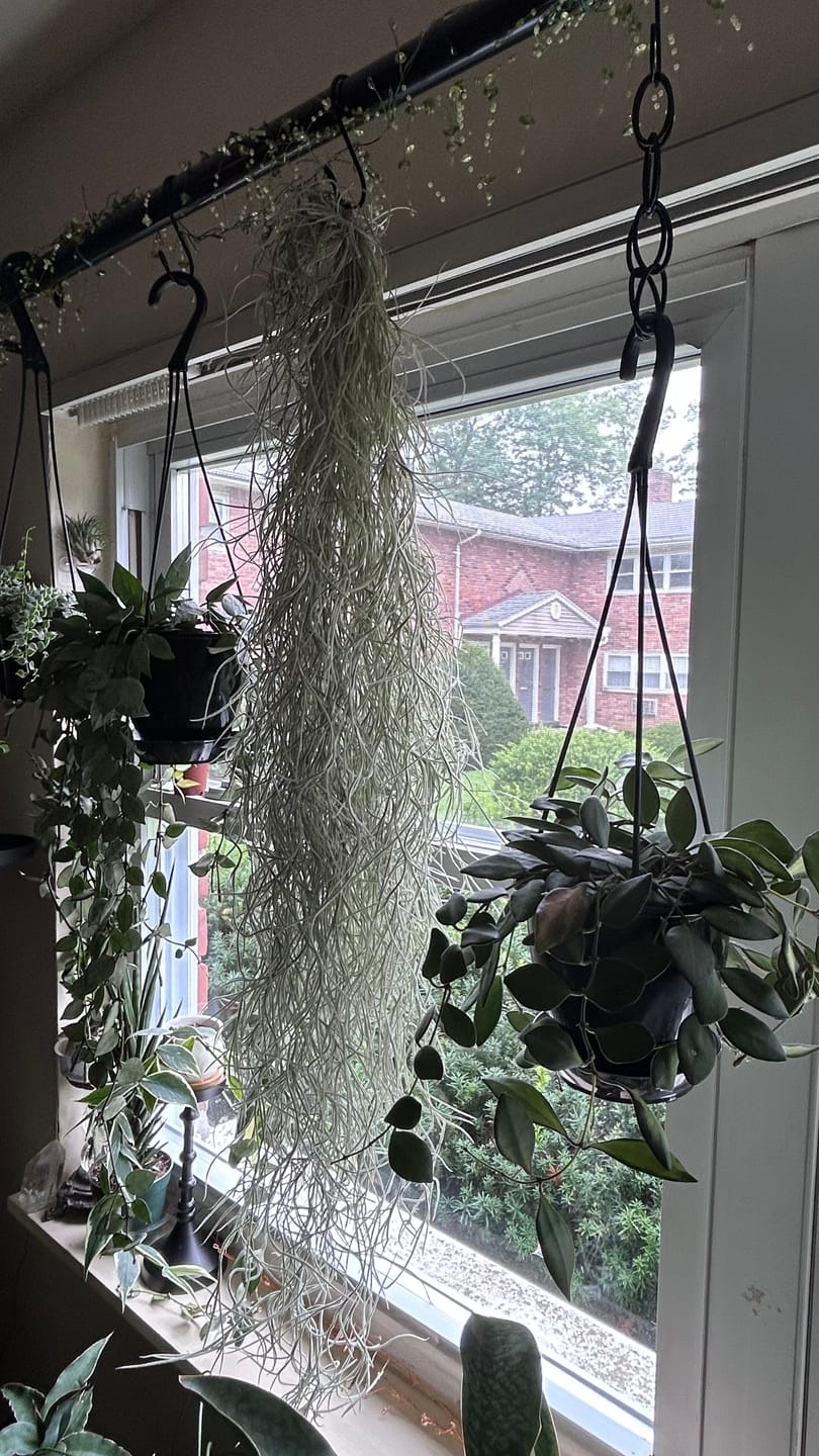 Customer photo review of Usneoides (Spanish Moss) White  On Hanging Wire!