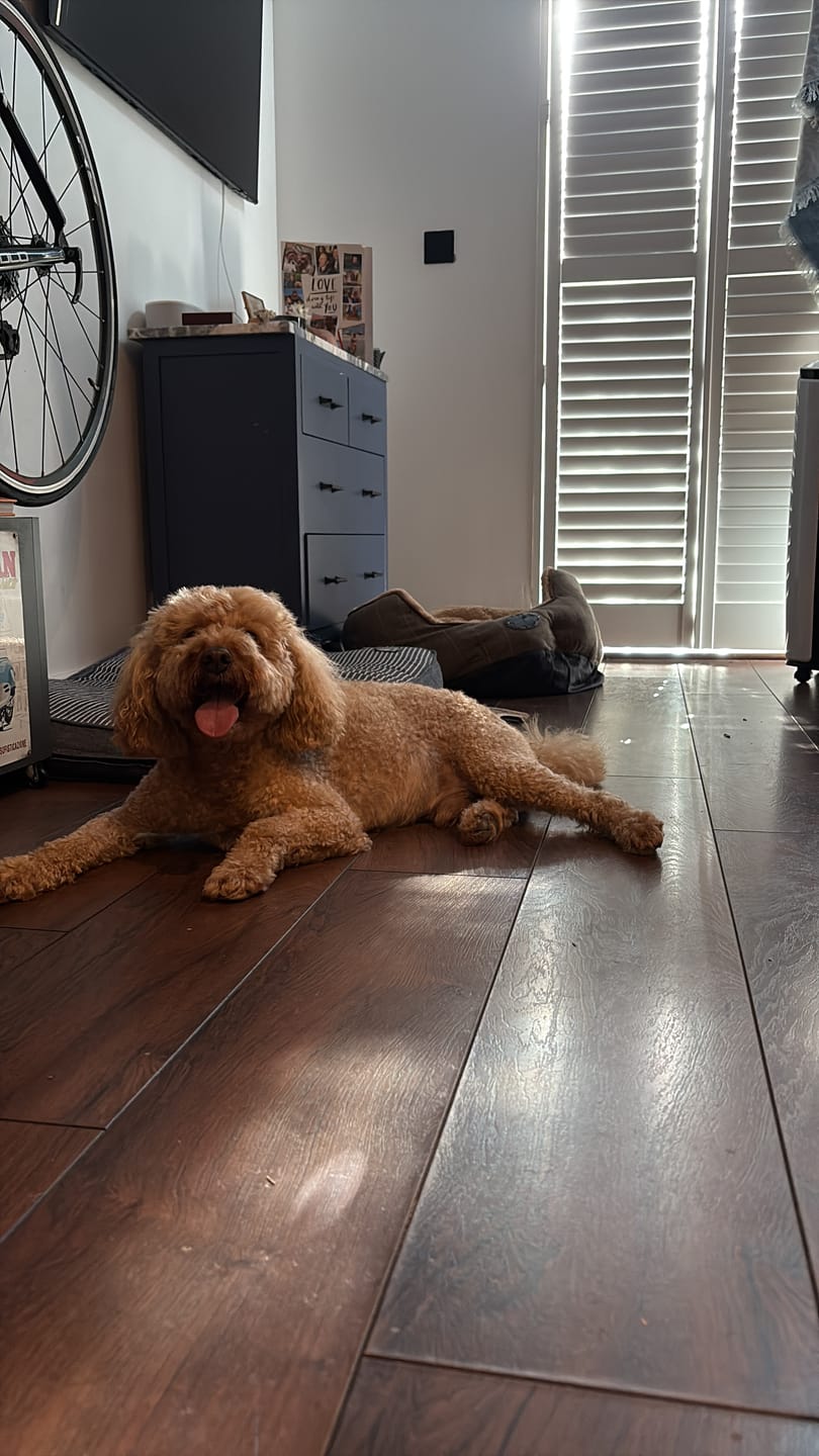 Customer photo review of Probiotic Shampoo for Pets