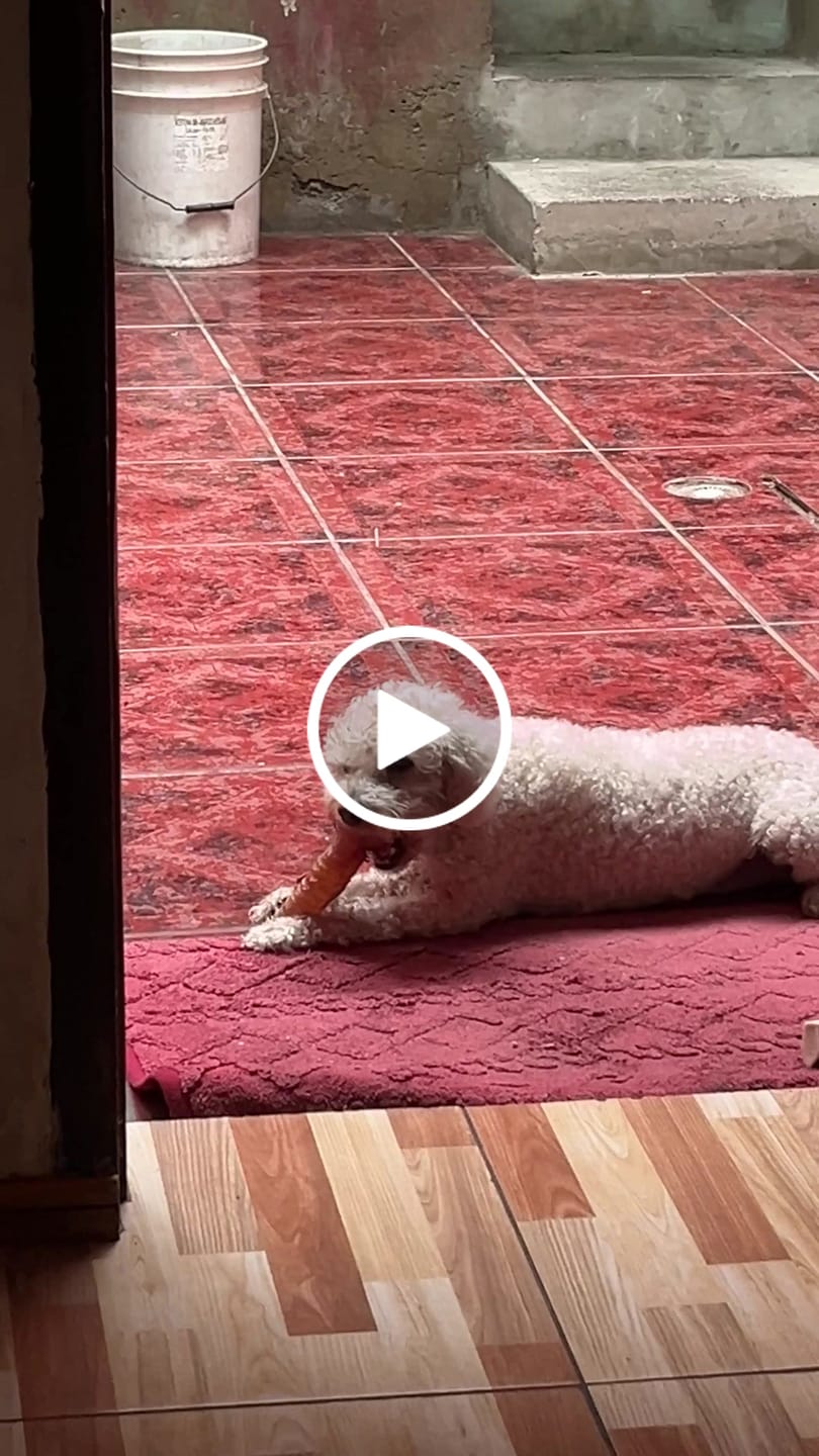 Customer video review of Tráquea de vacuno para perros (masticable natural) - Pack 10 unidades - Rinde hasta 2 meses