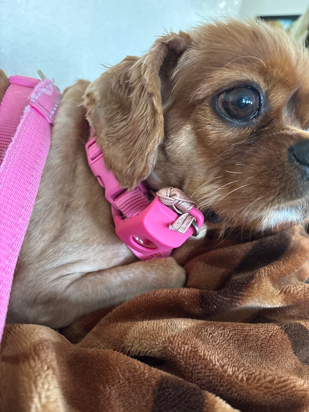 Customer photo review of FurLife™ 12 Months Flea and Tick Free