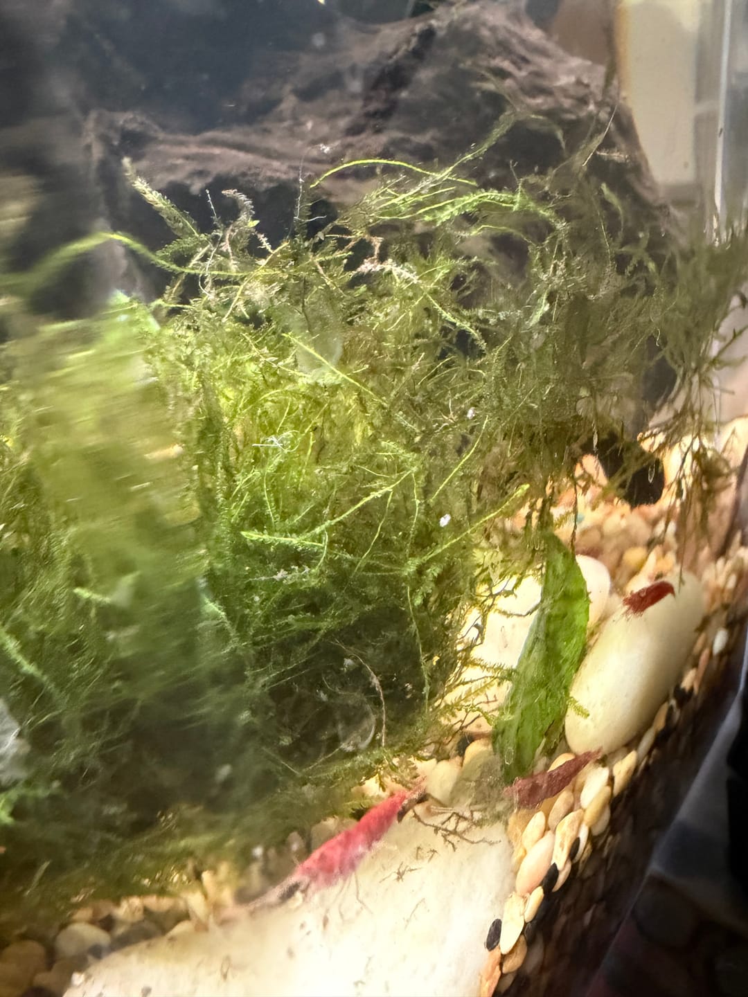 Customer photo review of Fire Red Cherry Shrimp