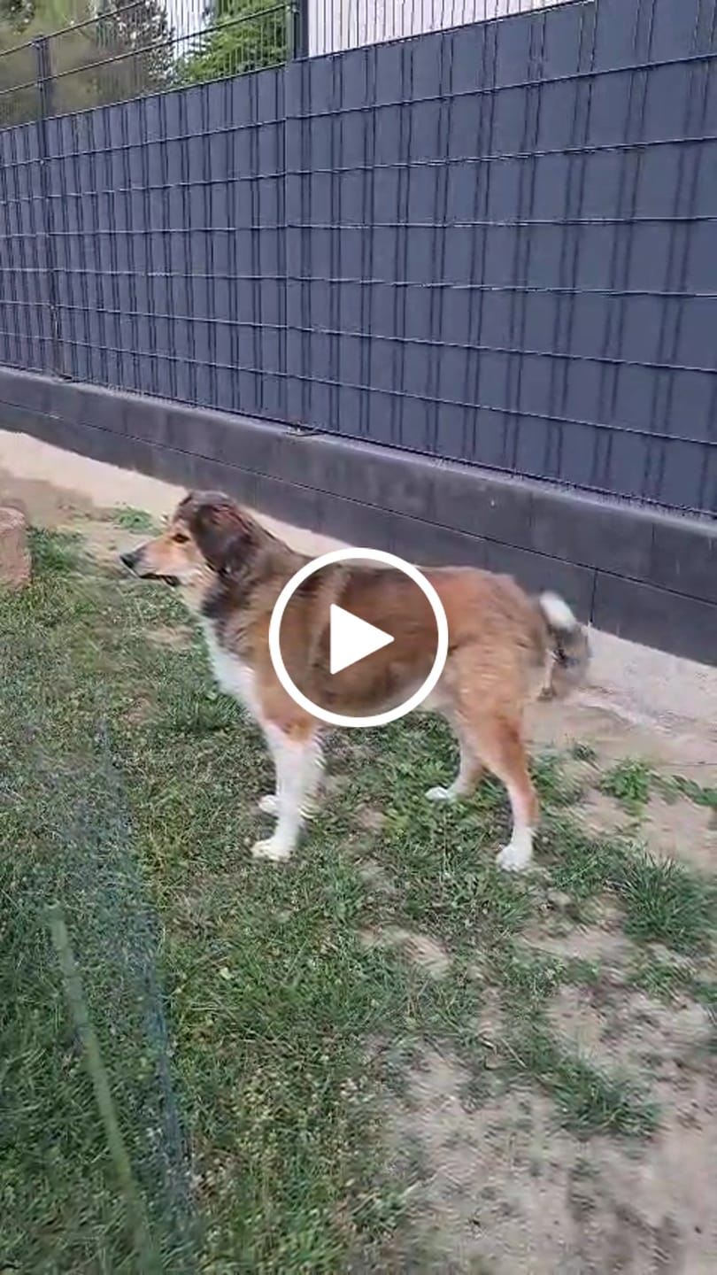 Customer video review of Wurmtest Basic Hund