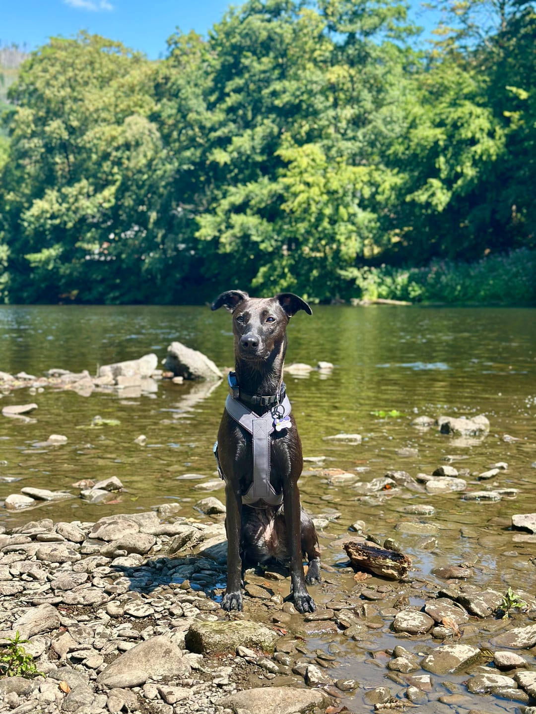 Customer photo review of Windhundgeschirr PRO "Moon Grey"