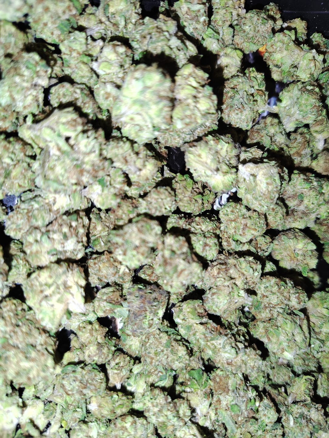 Customer photo review of Raspberry Kush - Minis - 28 Grams - Indica