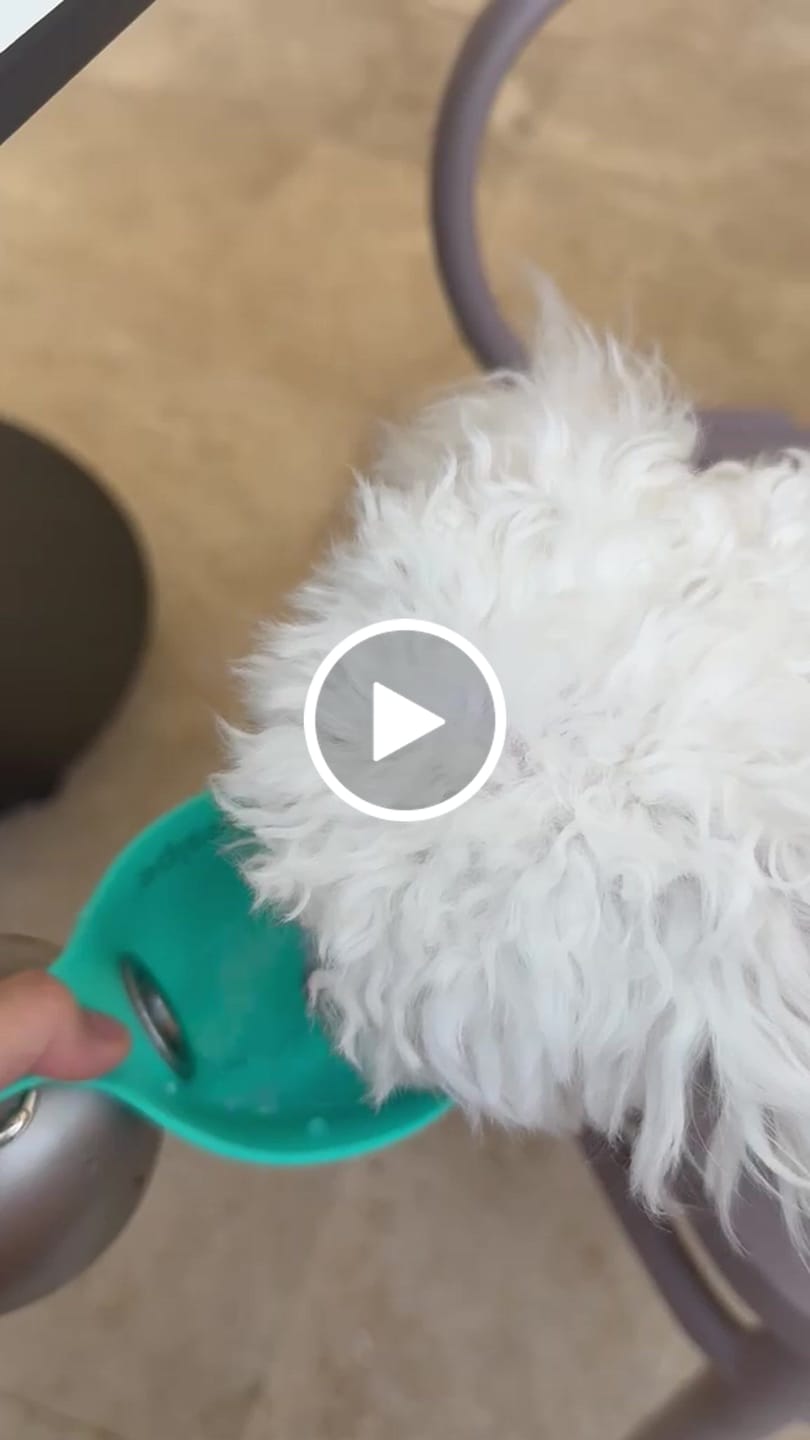 Customer video review of PawSipe™ Çelik Köpek Yürüyüş Matarası