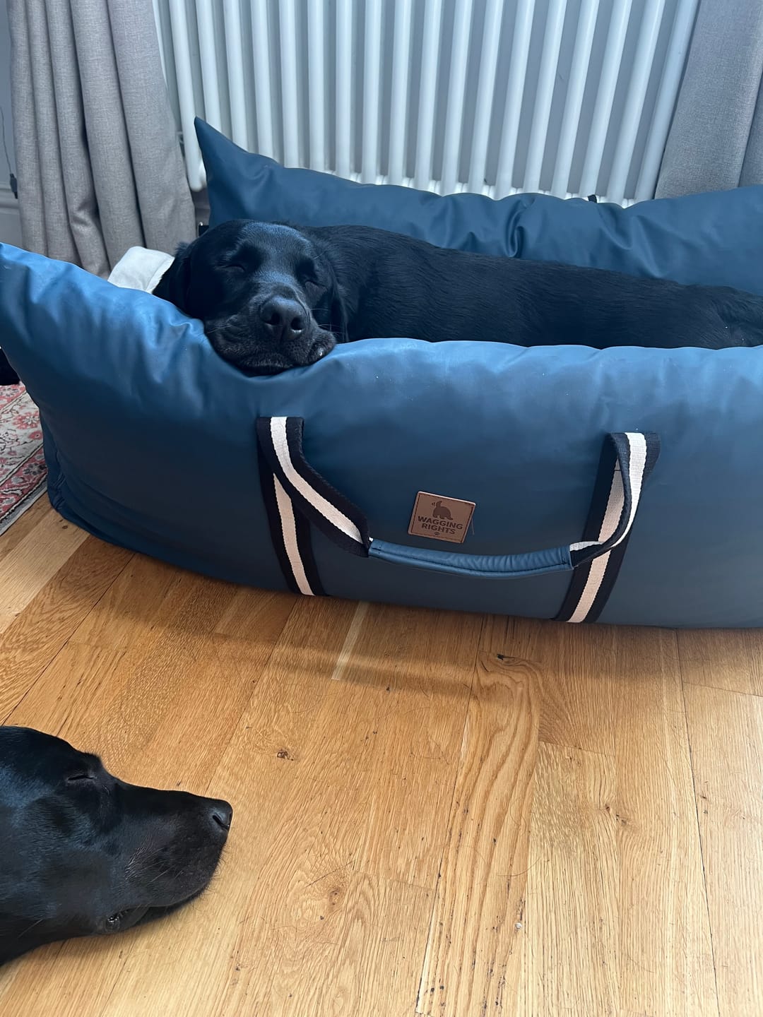 Customer photo review of Dog Dock V2 New & Improved ISO Fix