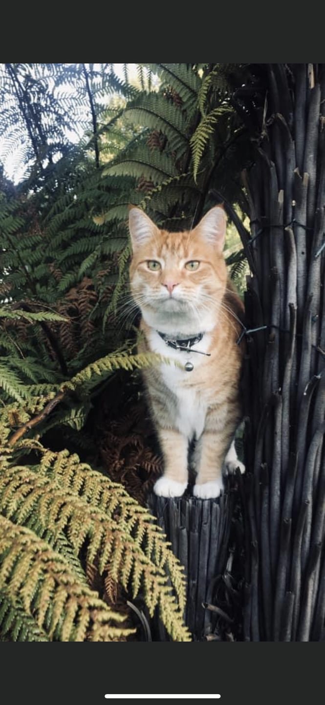 Customer photo review of Hill's Prescription Diet c/d Multicare Stress Urinary Care Dry Cat Food