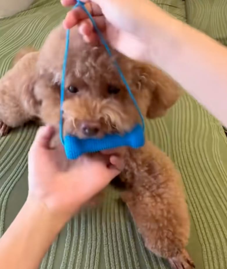 Customer photo review of Calming Assistant
