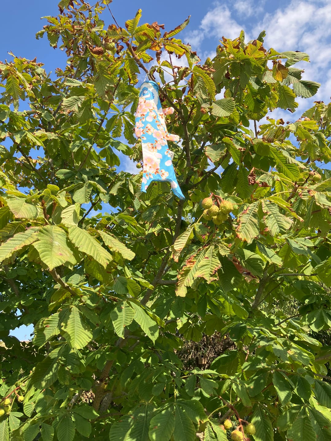 Customer photo review of Koinobori Hanami Mini - 45 cm
