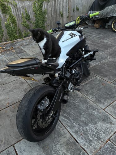 Customer's Yamaha MT07 with tail tidy installed, featuring a cat sitting on the motorcycle seat outdoors.