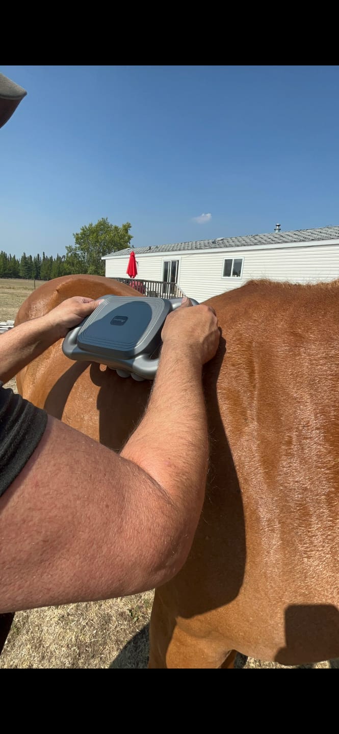 Customer photo review of HorseHalo™ 8 Heads Red Light Massage Gun
